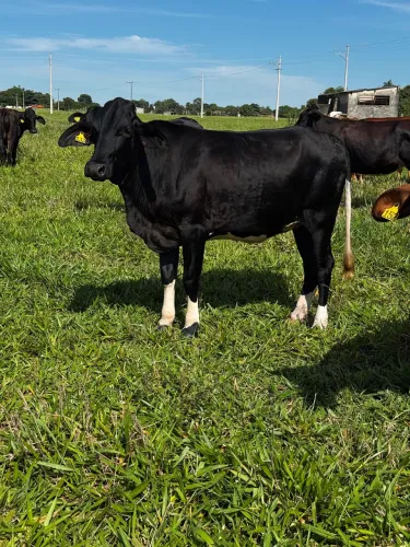 Novilhas leiteiras a venda 
