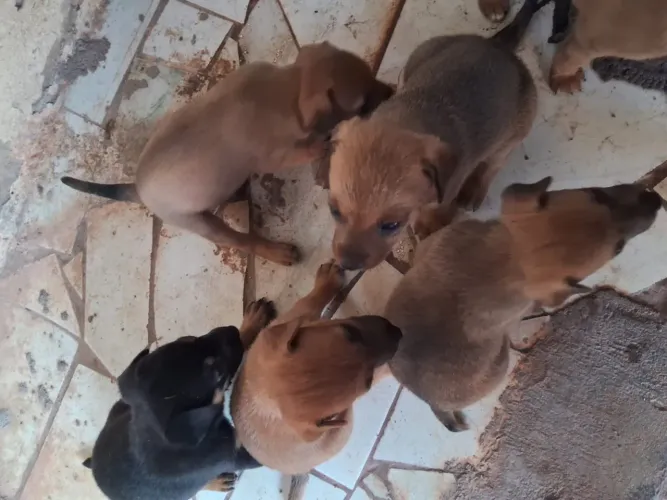Filhotes para doação
