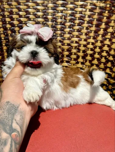 Shih tzu fêmea excelente genética lindas miniatura 
