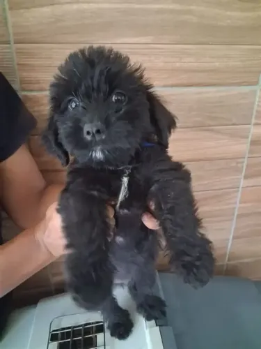 poodle x maltes 