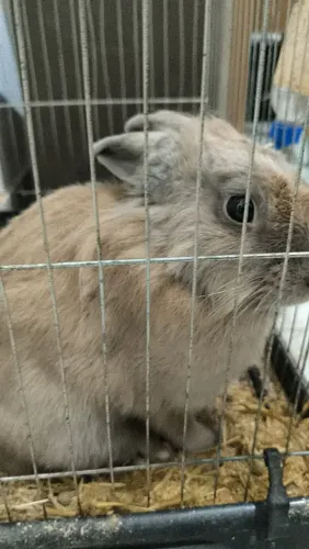 Vendo coelho mini 100 reais já com a gaiola