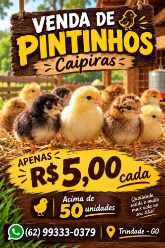 Pintinhos caipiras