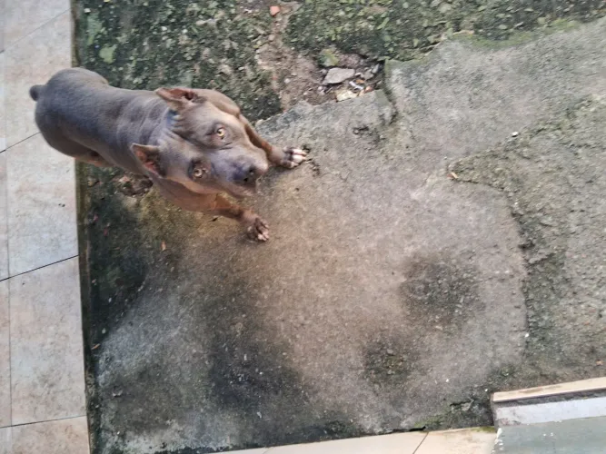 Quero doar esse Pitbull .Motivo estou cuidando da saúde da minha mãe.