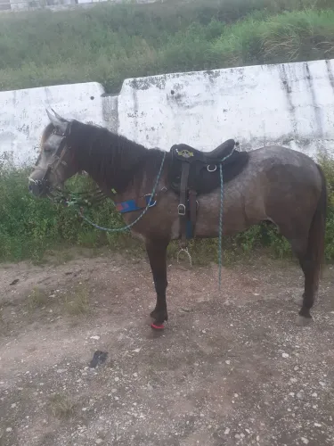 Cavalo