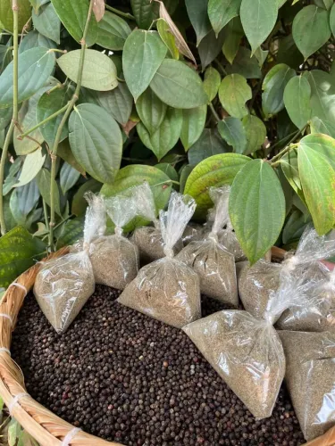 Pimenta do Reino