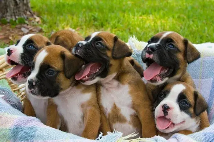 Boxer Filhotes 
