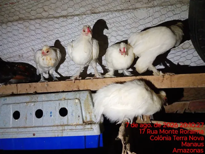 Vende-se galinha garnize misturado cm sedosa
