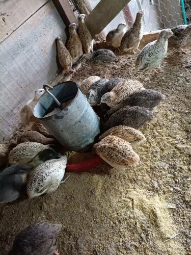 Codornas a venda 