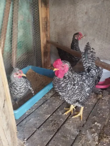 Casal garnisé pequeno