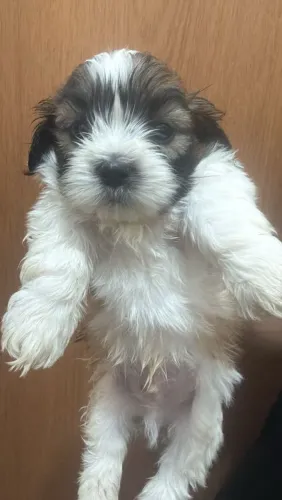 Filhote da raça Shitzu, só tem 1 macho, já come ração. 600 reais a vista.