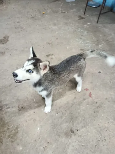 Husky