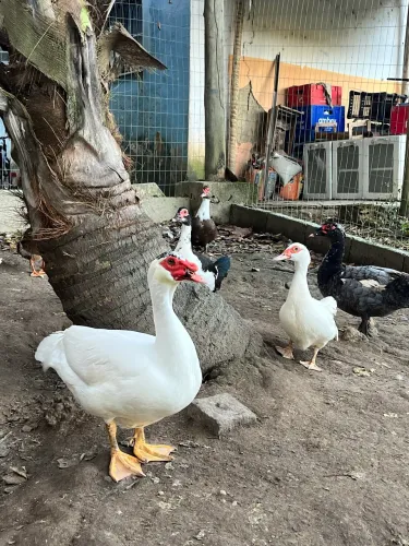 Patos e patas