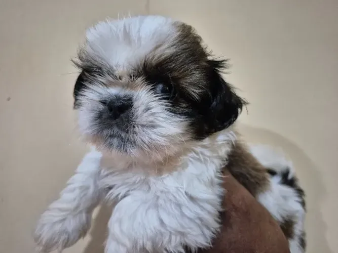 lindos machinos de shih tzu com documentaçao