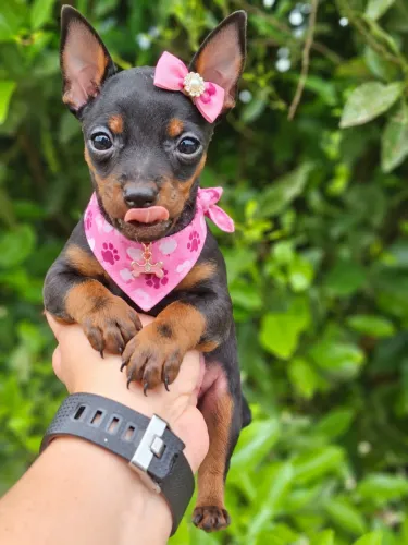 Pinscher fêmea n1 sua filhote aqui?