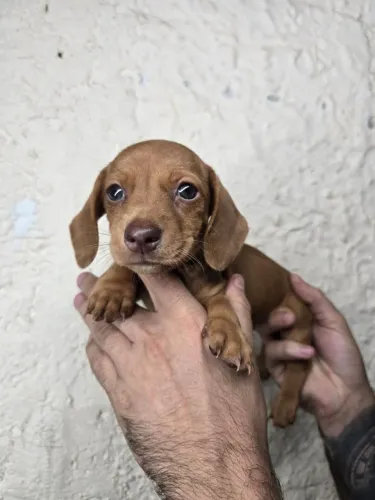 Teckel gotinhas de amor perfeito Dachshund