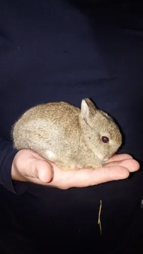 macho Netherland dwarf