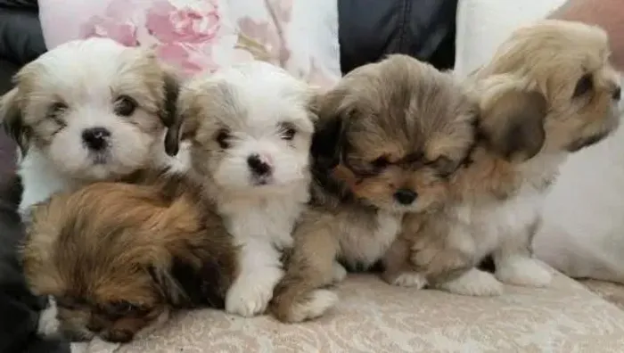 Doação de Lhasa Apso
