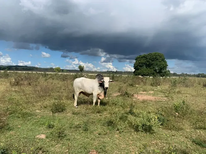 Imóvel para venda possui metros quadrados com 3 quartos em Zona Rural - Coxim - MS