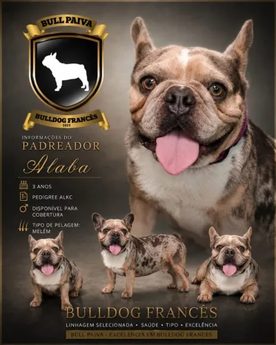 Bulldog Francês para cobertura 