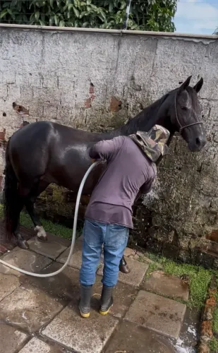 Cavalo Mangalarga registrado 