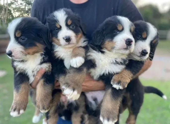 Exclusividade Bernese: Filhotes com pedigree, vacina V10 e segurança jurídica total.