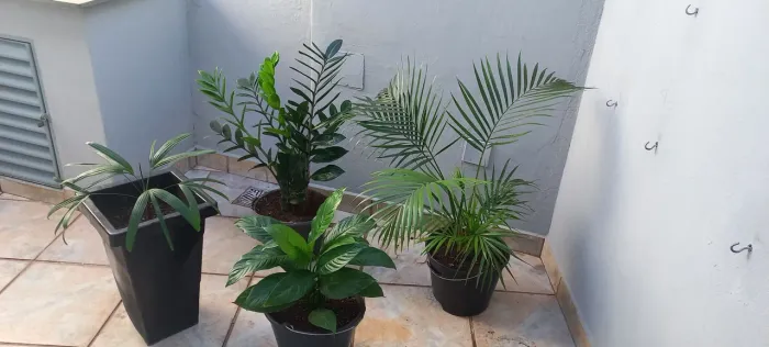 Plantas, vendo todas as quatro por: 200 reais