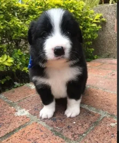 Border Collie V10 Importada + Contrato + Garantias de Saúde