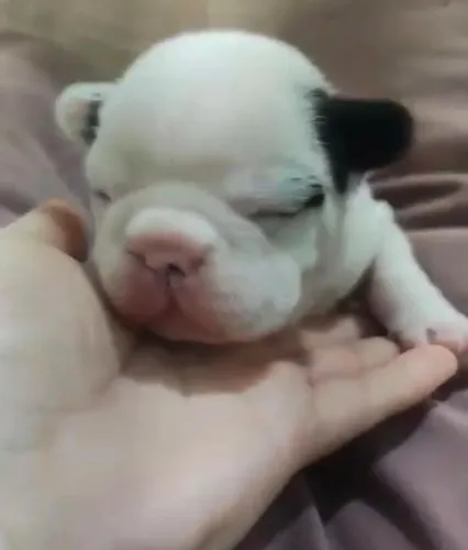 Bulldog frances puro e encantador