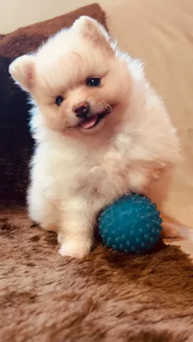 Macho lulu da Pomerânia anão.
