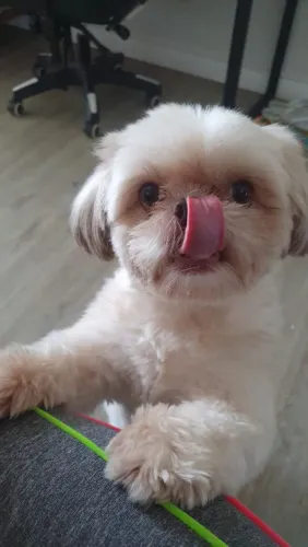Shih-tzu macho para cruzamento