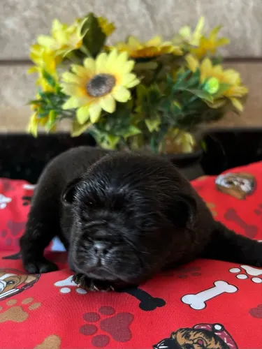 Pug fêmea com pedigree 