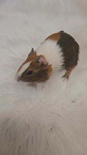 Porquinho da Índia pra venda fêmea