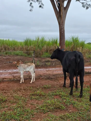 Vaca parida 