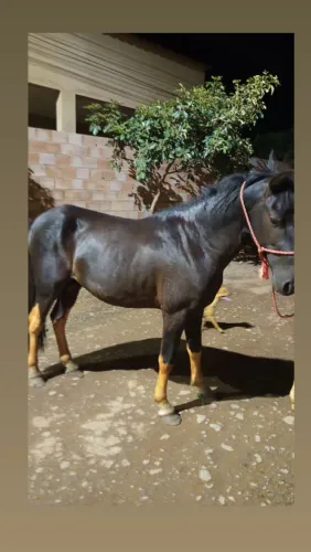Cavalo piquira 