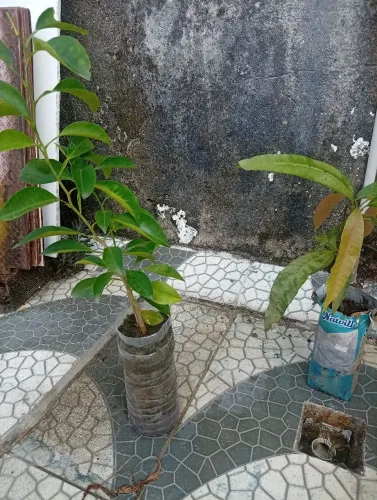 Muda de laranjeira