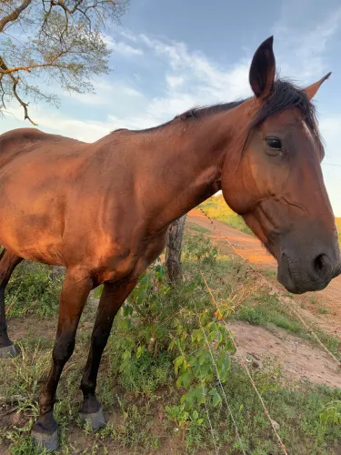 Égua e potro mestiço de mangalarga 