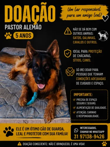 Pastor alemão capa preta