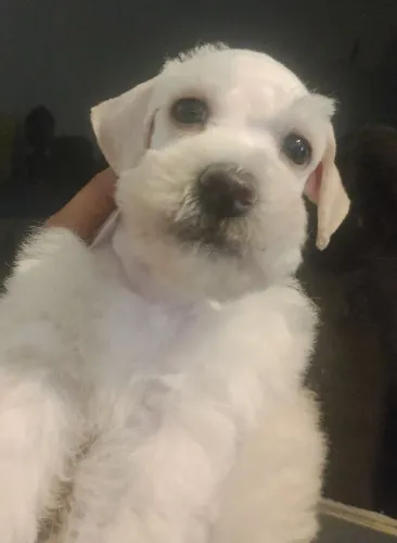Schnauzer miniatura macho