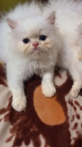 Gato persa puro