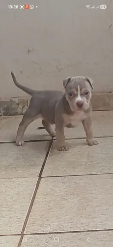 Filhote american bully 