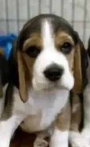 Beagle O destaque da rodada