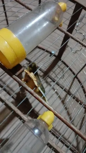 Gaiolas