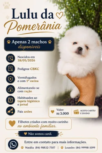 Filhotes de Lulu da Pomerânia 