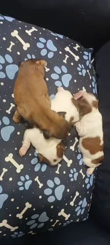 Filhotinhos de shihtzu. Para reservas