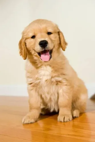 Filhote de Golden Retriever Para Trazer Mais Felicidade Para Seu Lar