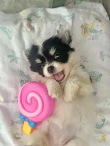Chihuahua Para quem é apaixonado pela raça - Parcelamos em 10x sem juros