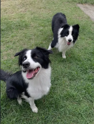 BORDER COLLIE - RESERVE SEU FILHOTE | NASCIMENTO PREVISTO PARA SETEMBRO