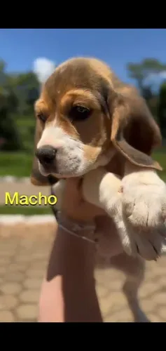 Beagle docil, brincalhao e inteligente 