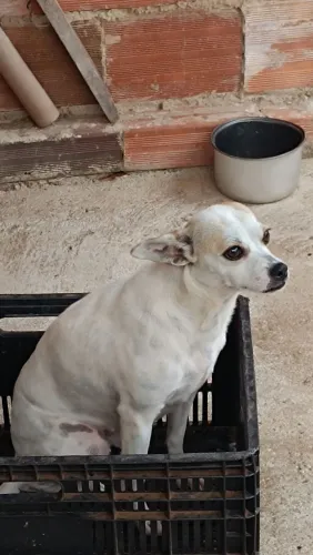 Cadela para doação 