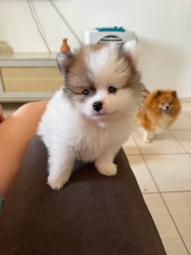 Lulu da Pomerania (spitz alemão)